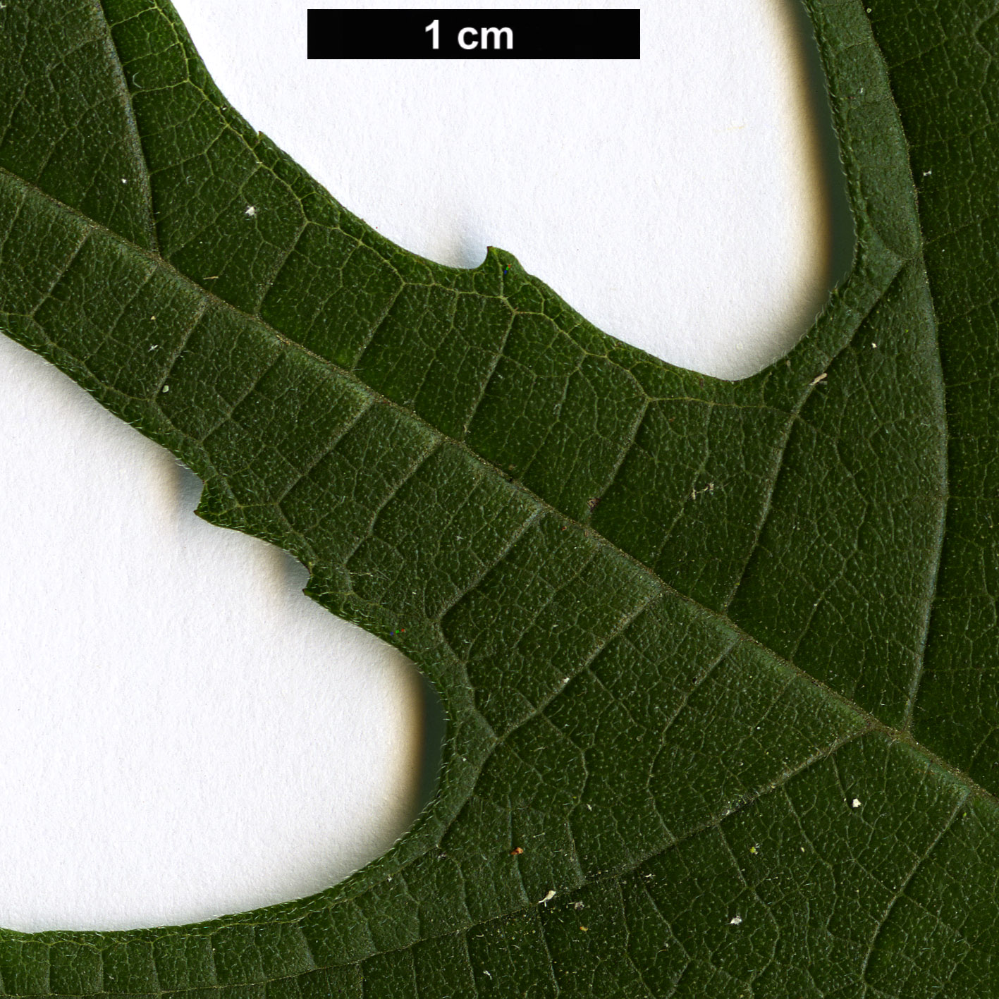 High resolution image: Family: Moraceae - Genus: Broussonetia - Taxon: ×kazinoki (B.monoica × B.papyrifera)